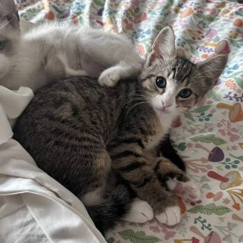 Savannah -  Domestic Short Hair Cat for Adoption in Candler, North Carolina - Savannah | PetCurious
