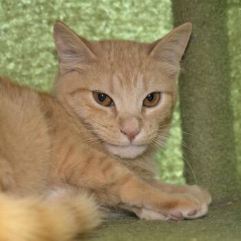 Domestic Short Hair Cats Available for Adoption - Hermey | PetCurious