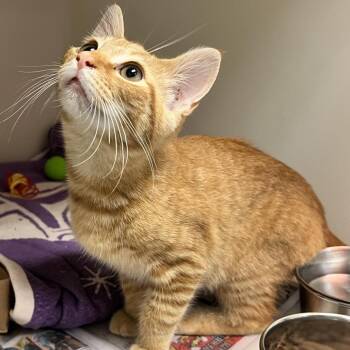 72090 -  Domestic Short Hair Cat for Adoption in Harrisonburg, Virginia - 72090 | PetCurious