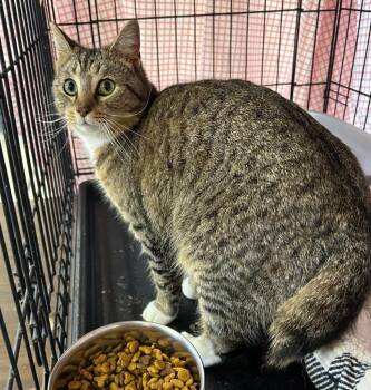 Domestic Short Hair Cats Available for Adoption in Portland, Indiana - Salem | PetCurious