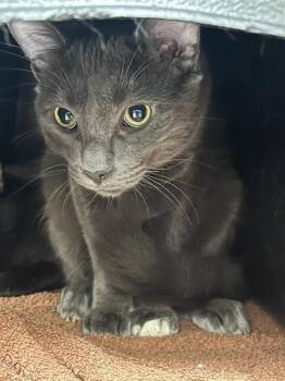 Domestic Short Hair Cats Available for Adoption in Vaughan, Ontario - DRAGON | PetCurious