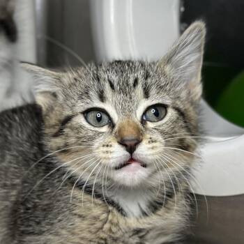 Domestic Short Hair Cats Available for Adoption in Palm Springs, California - Muriel | PetCurious