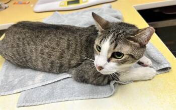 ATTICUS -  Domestic Short Hair Cat for Adoption in Colorado Springs, Colorado - ATTICUS | PetCurious