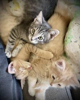 Domestic Long Hair Cats Available for Adoption in Buffalo, New York - Butterscotch, Fluffy And Stripe | PetCurious