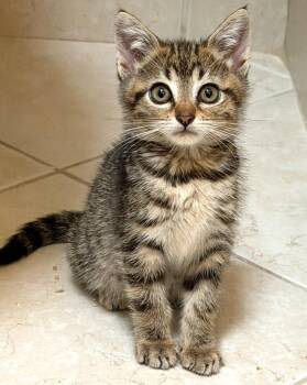 Tatum -  Domestic Medium Hair Cat for Adoption - Tatum | PetCurious