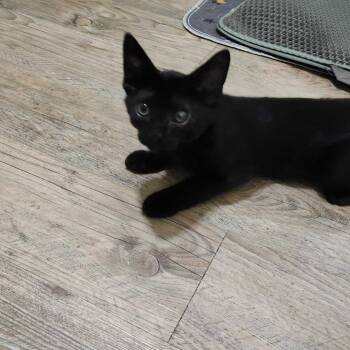 Cricket -  Domestic Short Hair Cat for Adoption in Valdosta, Georgia - Cricket | PetCurious
