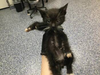 Domestic Short Hair Cats Available for Adoption in Thousand Palms, California - A1913305 | PetCurious