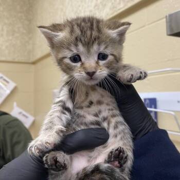 Cosette (Yellow) -  Domestic Short Hair Cat Available for Adoption in Winston-salem, North Carolina - Cosette (Yellow) | PetCurious