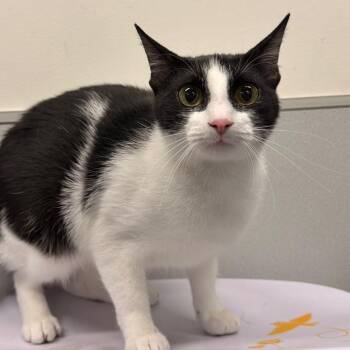 Pom-Pom -  Domestic Short Hair Cat for Adoption in Tampa, Florida - Pom-Pom | PetCurious
