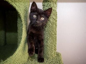 Rescue Domestic Short Hair Cats for Adoption in Santa Clara, California - DAISY | PetCurious