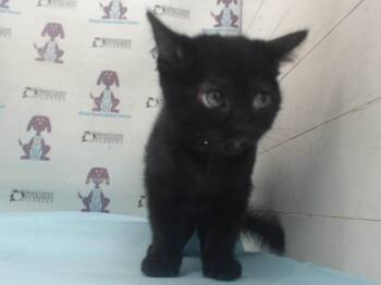 BERLIOZ -  Domestic Short Hair Cat for Adoption in Orlando, Florida - BERLIOZ | PetCurious