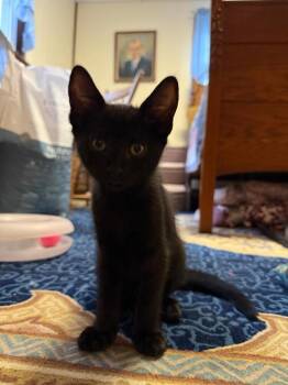 Baby Birdie -  Domestic Short Hair Cat for Adoption in Breinigsville, Pennsylvania - Baby Birdie | PetCurious