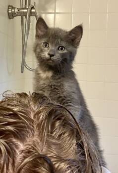Rescue Domestic Short Hair Cats for Adoption in Plymouth, Minnesota - Bleu | PetCurious