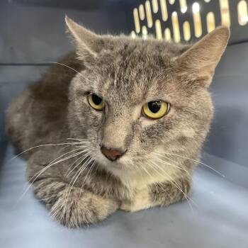 Bodhi -  Domestic Short Hair Cat for Adoption in Lyndhurst, Virginia - Bodhi | PetCurious