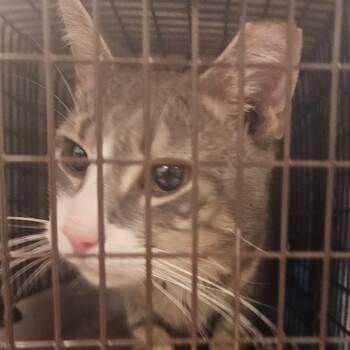Stefan -  Domestic Short Hair Cat for Adoption in Philadelphia, Pennsylvania - Stefan | PetCurious