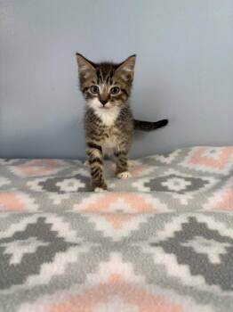 Tiramisu -  Domestic Short Hair Cat for Adoption in Lovingston, Virginia - Tiramisu | PetCurious