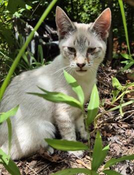 Nf-29 Olaf -  Siamese Cat for Adoption in Lawrenceville, Georgia - Nf-29 Olaf | PetCurious