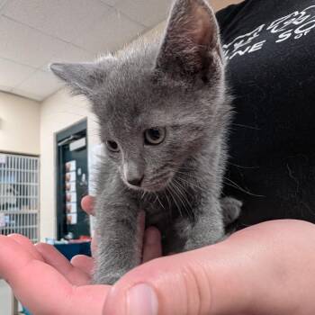 Pigeon -  Domestic Short Hair Cat for Adoption in Walker, Michigan - Pigeon | PetCurious