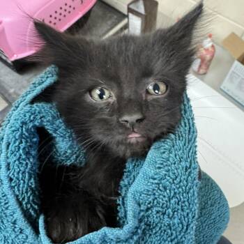 Gibson -  Domestic Medium Hair Cat for Adoption in Reno, Nevada - Gibson | PetCurious