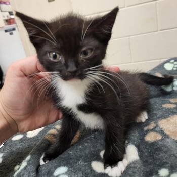 Emma Stone -  Domestic Short Hair Cat for Adoption in Lake Panasoffkee, Florida - Emma Stone | PetCurious