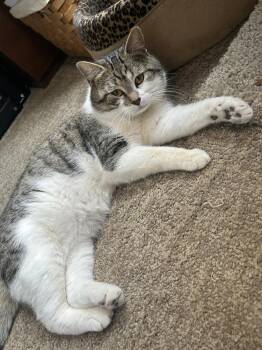 Domestic Short Hair and Tabby Cats Available for Adoption - Dumpling | PetCurious