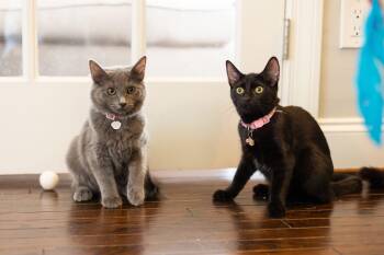 Rescue Domestic Short Hair Cats for Adoption in Avondale Estates, Georgia - Poppy | PetCurious