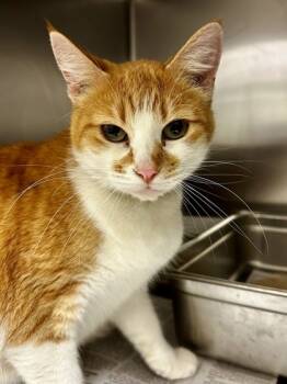 Rescue Domestic Short Hair Cats for Adoption in Wichita, Kansas - Ms. Frizzle | PetCurious