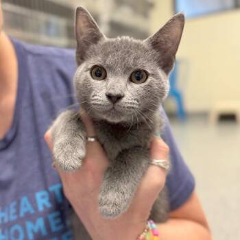 Cabarrus -  Domestic Short Hair Cat for Adoption in Hendersonville, North Carolina - Cabarrus | PetCurious