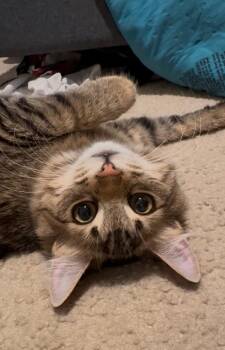 Wednesday -  Domestic Medium Hair Cat Available for Adoption in Davis, California - Wednesday | PetCurious
