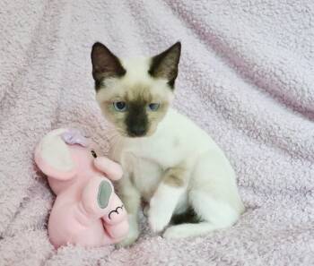 Firefly -  Siamese Cat for Adoption in St. Augustine, Florida - Firefly | PetCurious