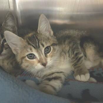Domestic Short Hair Cats Available for Adoption in Knoxville, Tennessee - Cookie Dough | PetCurious