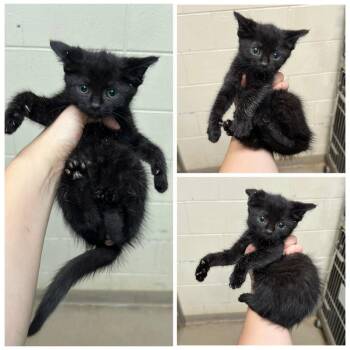 Fargo -  Domestic Short Hair Cat for Adoption in Dublin, Virginia - Fargo | PetCurious