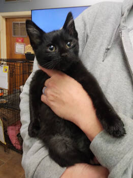 Rescue Domestic Short Hair Cats for Adoption in Evansville, Indiana - Ora | PetCurious