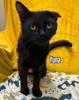 Domestic Short Hair Cats Available for Adoption in Burnaby, British Columbia - Yuna | PetCurious