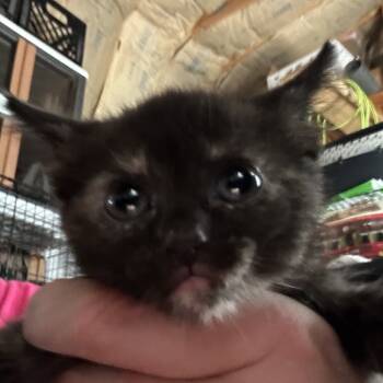 Rescue American Shorthair Cats for Adoption in Mount Vernon, Arkansas - Tina Turner | PetCurious