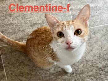 Clementine 26 -  Tabby and Domestic Short Hair Cat for Adoption in Brookhaven, Mississippi - Clementine 26 | PetCurious