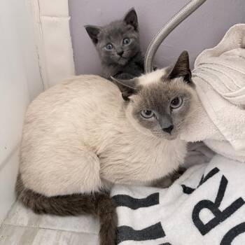 Siamese Cats Available for Adoption in Fort Lauderdale, Florida - Dusty | PetCurious