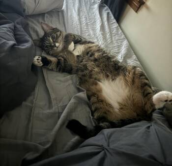 Dega (fkaTigey) -  Domestic Short Hair Cat for Adoption in Akron, Ohio - Dega (fkaTigey) | PetCurious