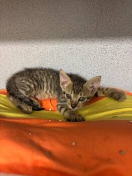 Bullseye -  Domestic Short Hair Cat for Adoption in Liverpool, New York - Bullseye | PetCurious