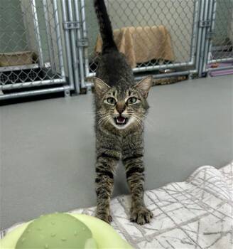 POOKIE -  Domestic Short Hair Cat for Adoption in Geneva, Illinois - POOKIE | PetCurious