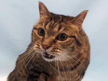 Georgia -  Domestic Short Hair Cat for Adoption in Golden Valley, Minnesota - Georgia | PetCurious