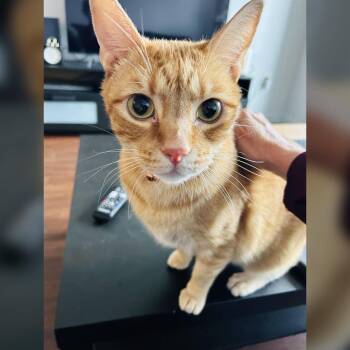 Rescue Domestic Short Hair Cats for Adoption in Lambertville, New Jersey - Soong-Nyang | PetCurious