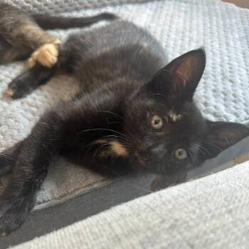 Corrine -  Domestic Short Hair Cat for Adoption in Liverpool, Texas - Corrine | PetCurious