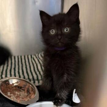 Domestic Short Hair Cats Available for Adoption - Eowin | PetCurious