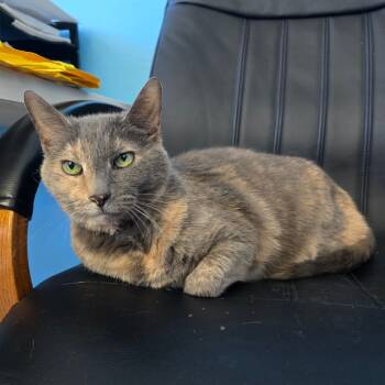 Rescue Domestic Short Hair Cats for Adoption in Denver, Colorado - Maybelline | PetCurious