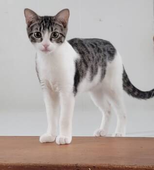 Rescue Domestic Short Hair Cats for Adoption - Little | PetCurious