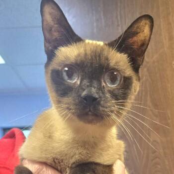 Eliana -  Siamese Cat for Adoption in Tulsa, Oklahoma - Eliana | PetCurious