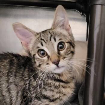 Beaufort -  Domestic Short Hair Cat for Adoption in Las Vegas, Nevada - Beaufort | PetCurious