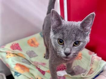 Aries -  Domestic Short Hair Cat Available for Adoption in Powell, Ohio - Aries | PetCurious