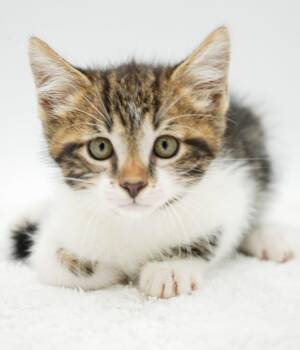 Pierce is PURRFECT for kitten therapy -  Turkish Van and Ragdoll Cat for Adoption in Bedford Hills, New York - Pierce Is PURRFECT For Kitten Therapy | PetCurious